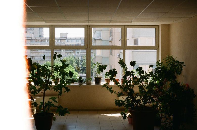 Озеленение: какие растения выбрать для квартиры с панорамным остеклением